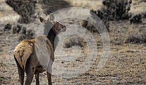 Elk Yellowstone February 2022