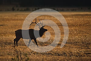 Elk in Yellowstone National Park