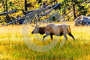 Elk Yellowstone National Park