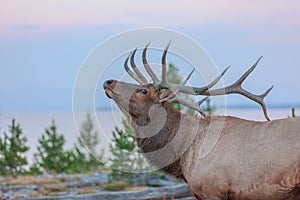 Elk in Yellowstone National Park