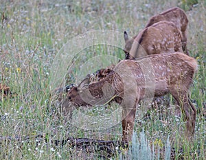 Elk in Yellowstone National Park