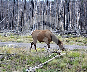 Elk in Yellowstone National Park