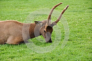 Elk, Yellowstone National Park, Wyoming, USA