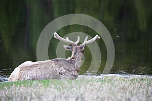 Elk in Yellowstone Park with Velveteen Antlers 4