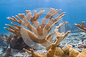 Elkhorn coral Acropora palmata