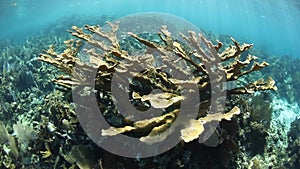 Elkhorn coral colony in Caribbean Sea