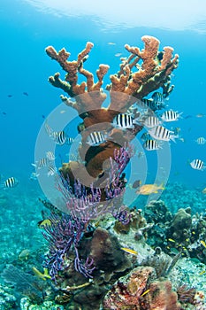 Elkhorn coral with Sergeant majors