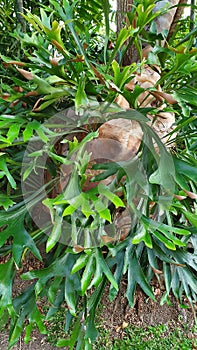 Elkhorn Fern (Platycerium bifurcatum) Tropical plant