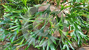 Elkhorn Fern (Platycerium bifurcatum) Tropical plant