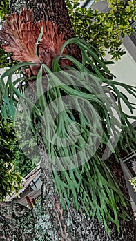 elkhorn fern or staghorn fern attached to a large tree grow abundantly and elongate photo