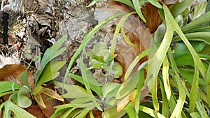 Elkhorn staghorn fern green leaves. Exotic tropical amazon jungle rainforest botanical atmosphere. Natural lush foliage