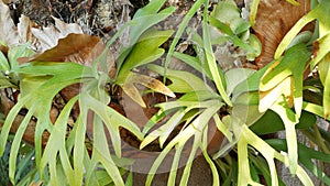 Elkhorn staghorn fern green leaves. Exotic tropical amazon jungle rainforest botanical atmosphere. Natural lush foliage