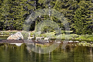 Elks in the  beautiful Yosemite National Park in California, USA