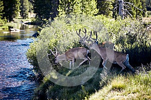 Elks in the beautiful Yosemite National Park in California, USA