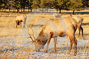 Elks Gang on the Meadow