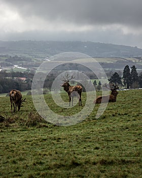 Elks grazing and resting in the green countryside