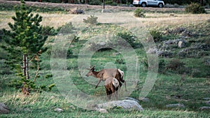 Elks in a green field.