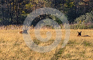 Elks lying in a field near the forest