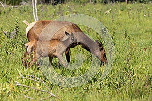 The elks on meadow.The wapiti doe with fawn on pasture.