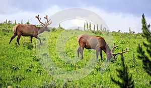 Elks in the Meadows of Yellowstone National Park