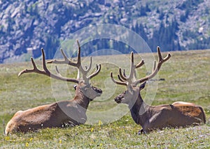 Elks of Rocky Mountains
