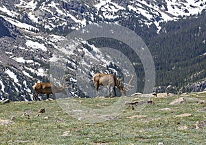 Elks of Rocky Mountains