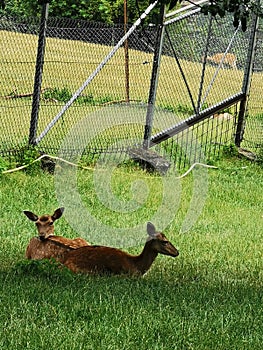 Elks sitting in a green grass.