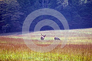 Elks stood in meadow photo