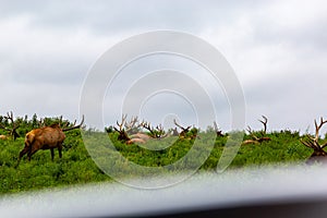 A pack of Elks wandering on the plain photo