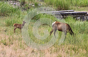 Elks in Yellowstone National Park