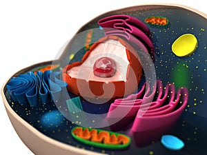 Cell structure photo