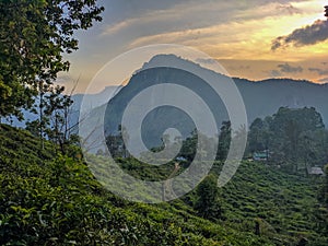 Ella, Sri Lanka - March 9, 2022: Beautiful view of the green tea plantations in the mountains at sunset
