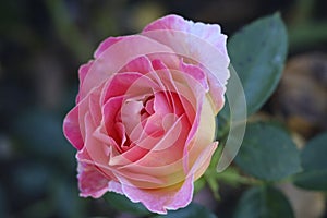 Elle flower head of a rose in de Guldemondplantsoen Rosarium in Boskoop