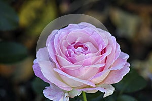 Elle flower head of a rose in de Guldemondplantsoen Rosarium in Boskoop photo