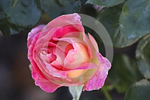 Elle flower head of a rose in de Guldemondplantsoen Rosarium in Boskoop photo