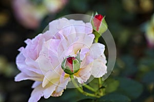 Elle flower head of a rose in de Guldemondplantsoen Rosarium in Boskoop photo