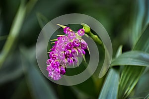 Elleanthus, Orquidea called `Flor de Cristo`, cluster of purple flowers grouped on a single stem. photo