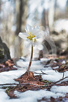 Elleboro niger or false snowdrop