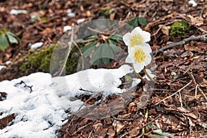 Elleboro niger or false snowdrop appears near the last snow