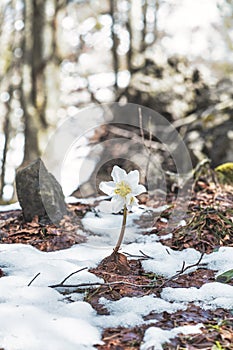 Elleboro niger or false snowdrop photo