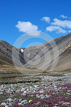 Ellesmere Island Stream