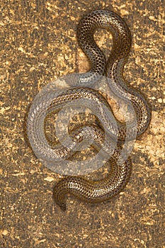 Elliot`s shieldtail snake, Uropeltis ellioti. Western Ghats of Kaas plateau