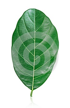 Ellipse green leaf shape