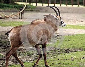 Ellipsen waterbuck