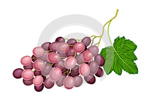 Ellipsoid Lying Berry Cluster of Purple Grape Vector Illustration