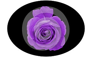 Elliptic shape black vector image and a bright dark purple rose in the middle on white background. Flower vector design.
