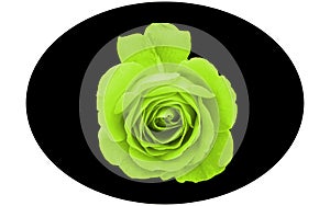 Elliptic shape black vector image and a bright yellow green rose in the middle on white background. Flower vector design.