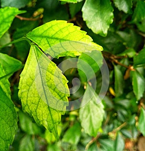 Elliptical leaf, tapers at both ends