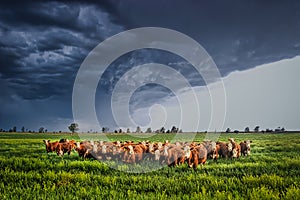 Ellis County, KS USA - Cows Bracing Together for the Thunderstorm Rolling in