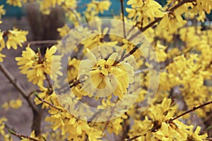 Ellow blooming Forsythia flowers in spring close up. It is an ornamental deciduous shrub of garden origin. Border forsythia is an